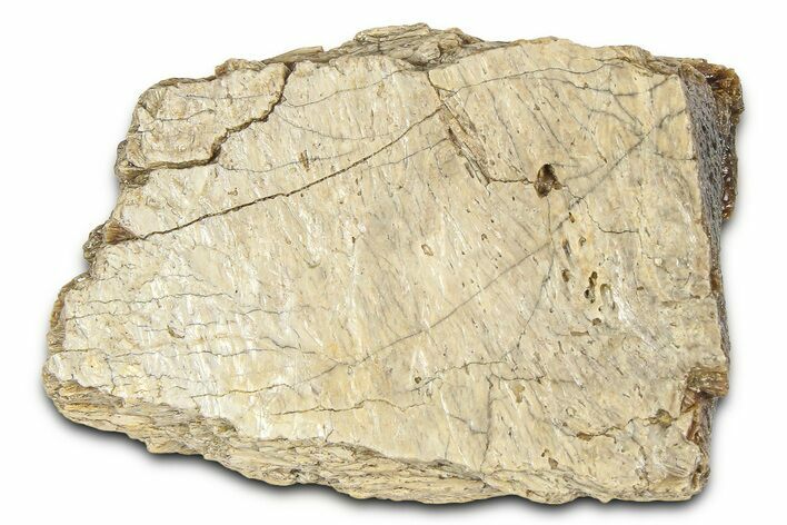 Fossil Tyrannosaur (T rex) Bone Section - Wyoming #382635